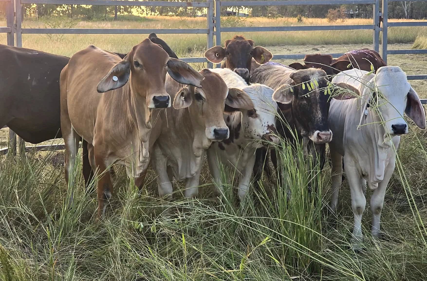 Brahman cattle at a fence on a Central Queensland property